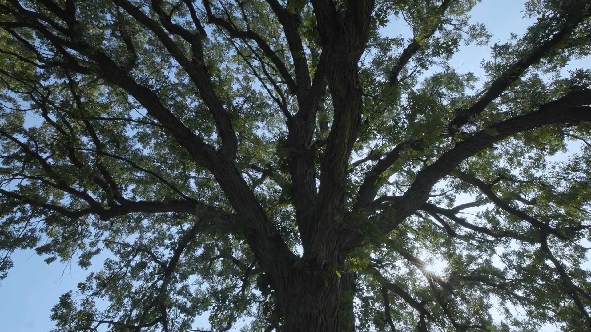 Frame from Openlands 2025